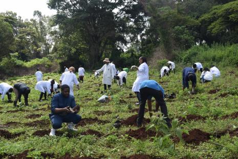 VET. PATHOLOGY TREE PLANTING INITIATIVE.